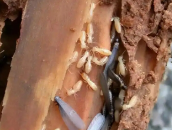 高陵白蚁防治公司分享看懂白蚁标志性蚁路，精准判断虫害轻重程度